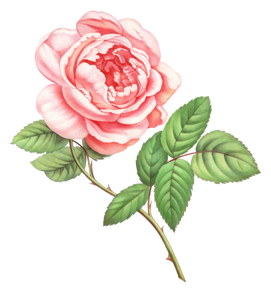 Featured_Botanicals - Rose